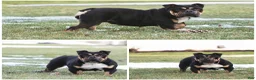 English Bulldog dogs for sale: Rolo - Ad 13