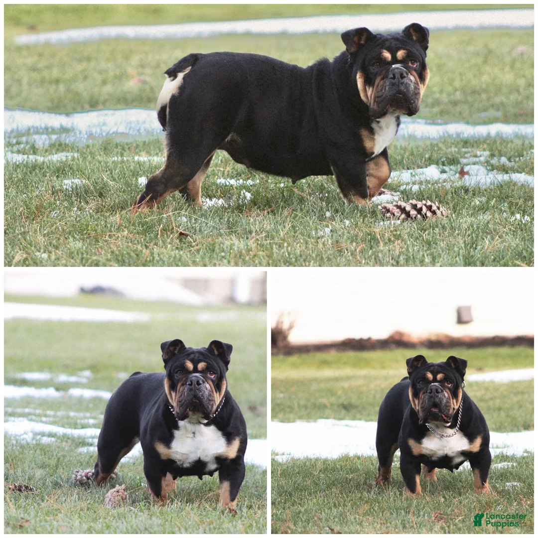English Bulldog dogs for sale: Rolo - Ad 13