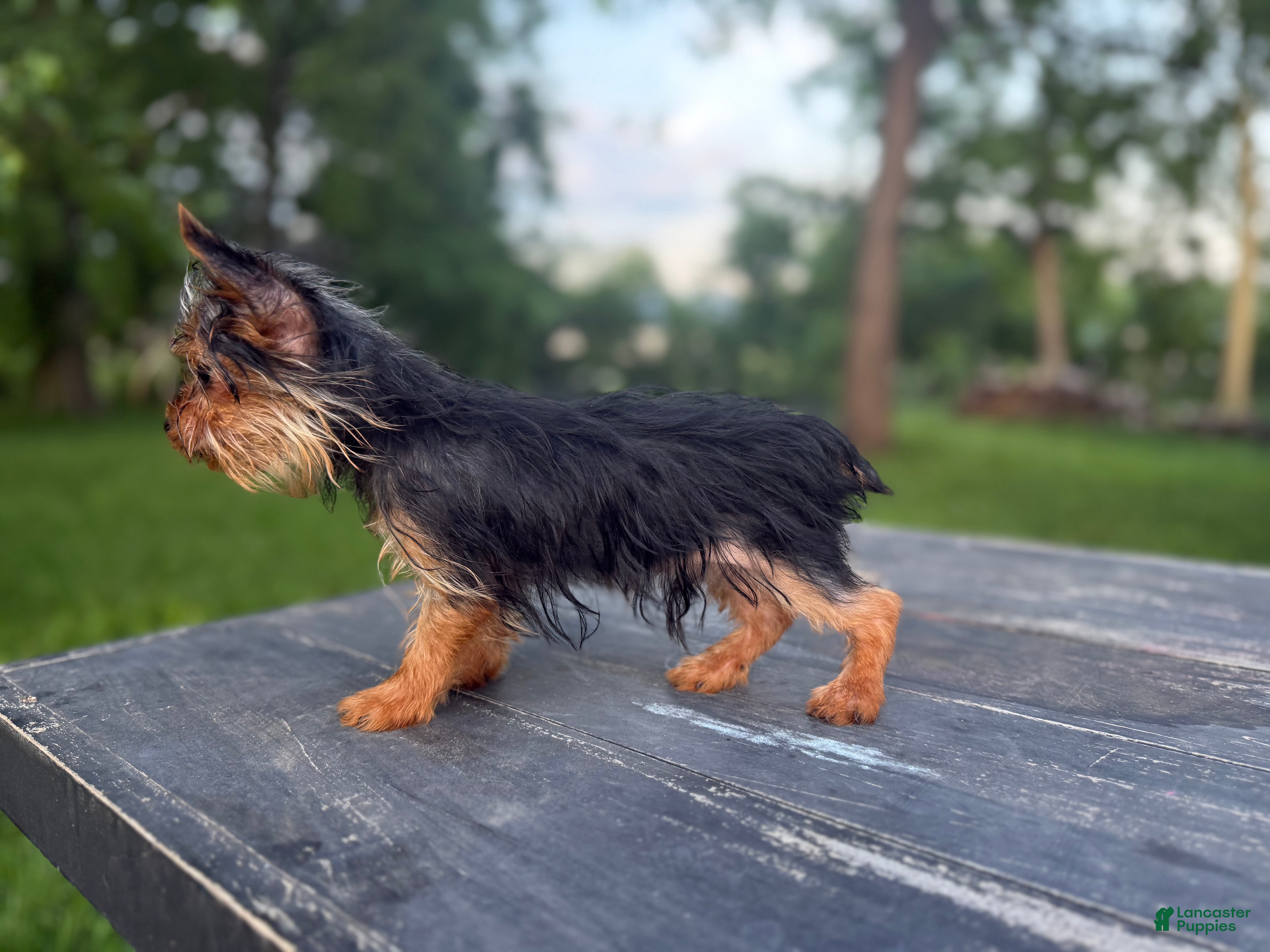 Yorkshire Terrier dogs Winston  - Ad 2