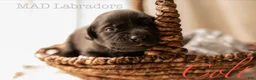 Labrador Retriever dogs for sale: Colt - Ad 4