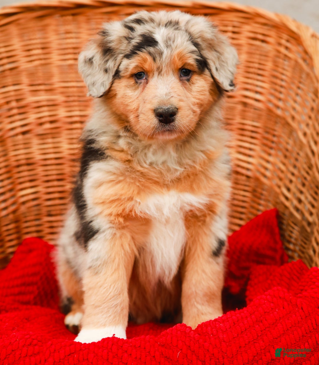 Aussiedoodle dogs for sale: Winston Standard - Ad 2