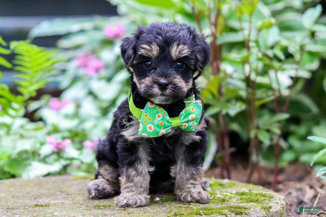 Yorkiepoo dogs for sale: Spike - Ad 1