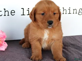 Golden Retriever dogs for sale: April - Ad 1