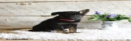German Shepherd dogs for sale: Ember - Ad 3