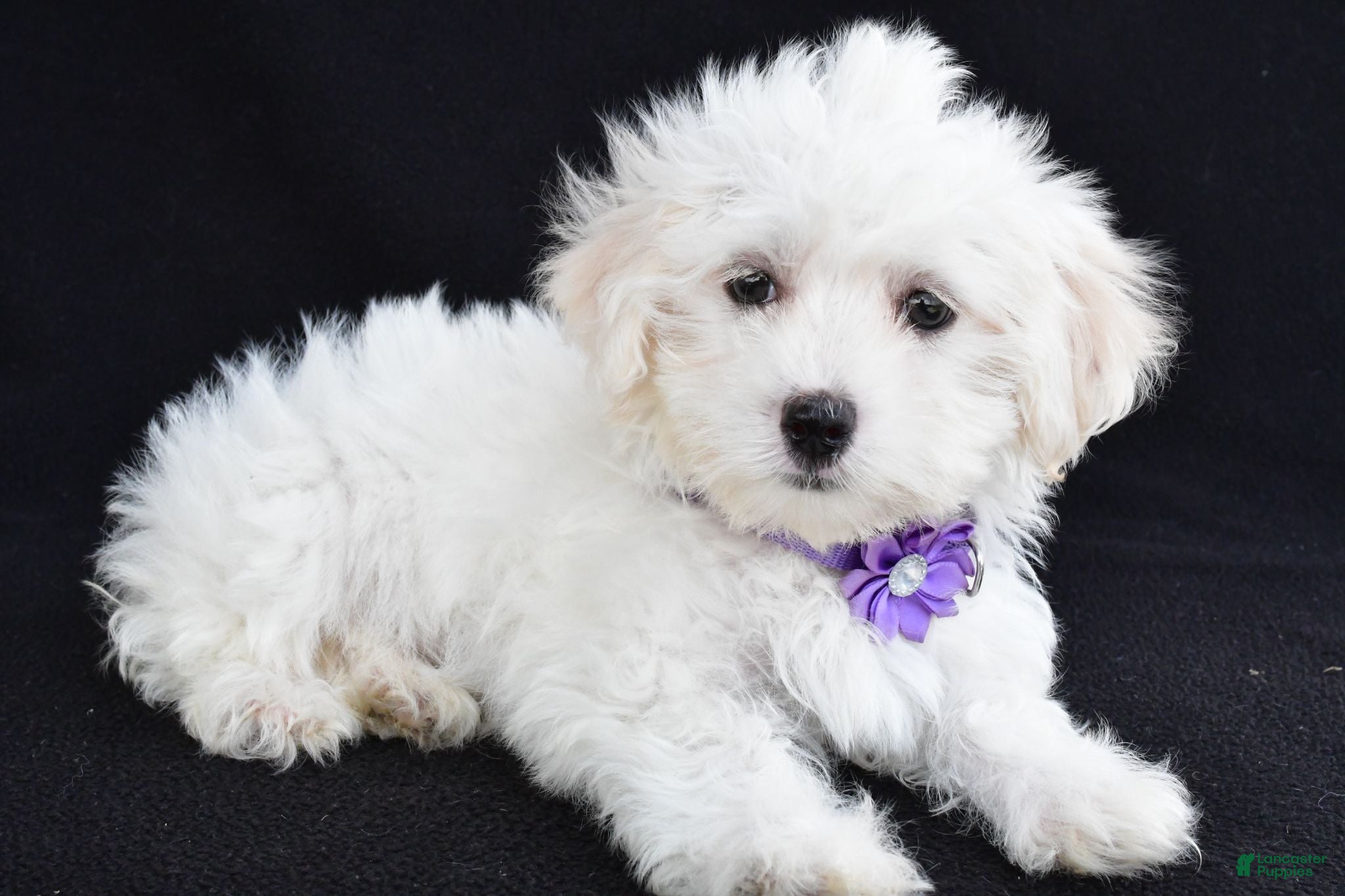 Maltese dogs Angie - Ad 1