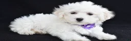 Maltese dogs for sale: Angie - Ad 1