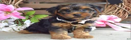 Yorkshire Terrier dogs for sale: Chase - Ad 5
