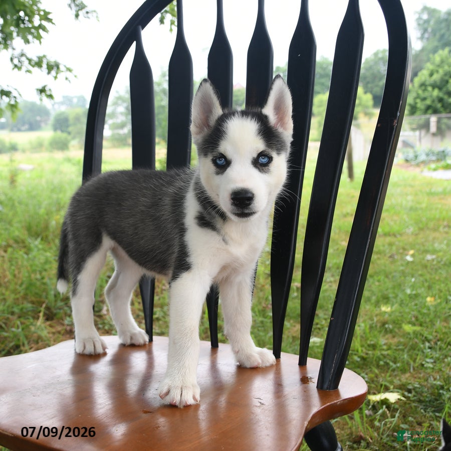 Siberian Husky dogs Denali - Ad 1