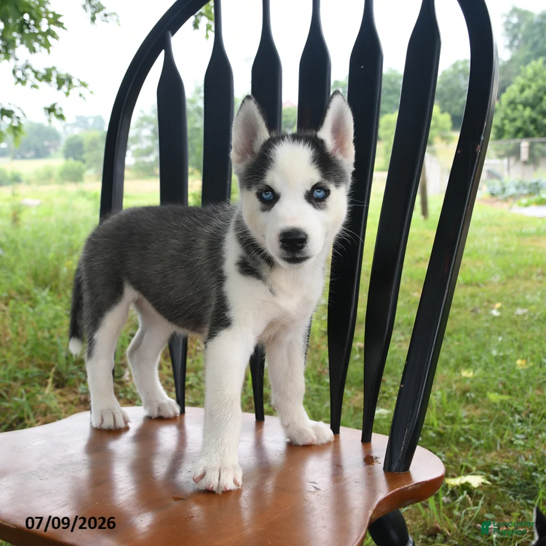 Siberian Husky dogs for sale: Denali - Ad 1