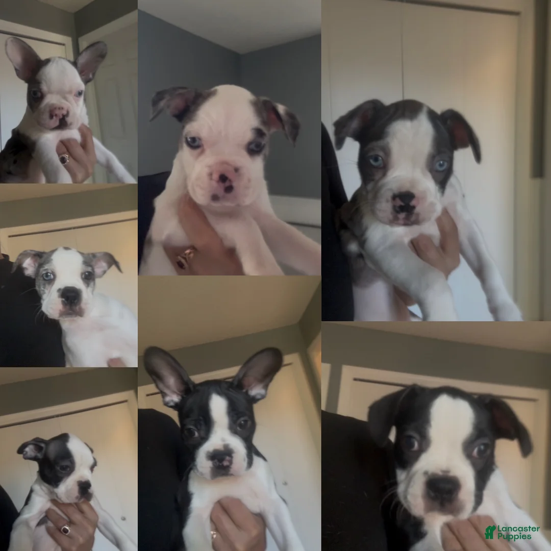 Frenchton dogs for sale: Little B - Ad 2