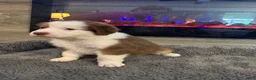 Australian Shepherd dogs for sale: Millie - Ad 4