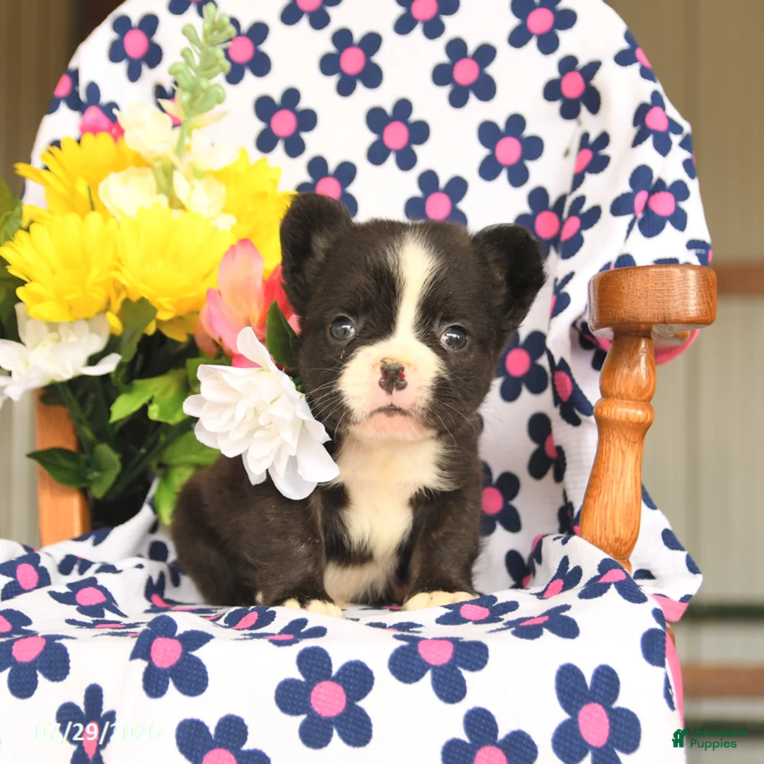French Bulldog dogs for sale: Bear - Ad 1