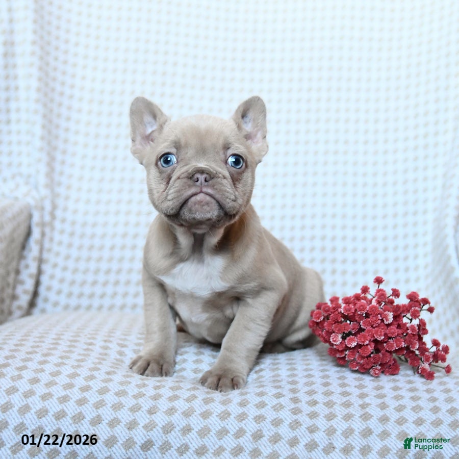Frenchton dogs Teddy - Ad 23