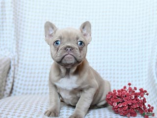 Frenchton dogs Teddy - Ad 23