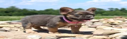 French Bulldog dogs for sale: Jana - Ad 5