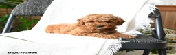 Mini Goldendoodle dogs for sale: Grayson - Ad 5