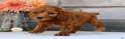 Miniature Poodle dogs for sale: Nina - Ad 6