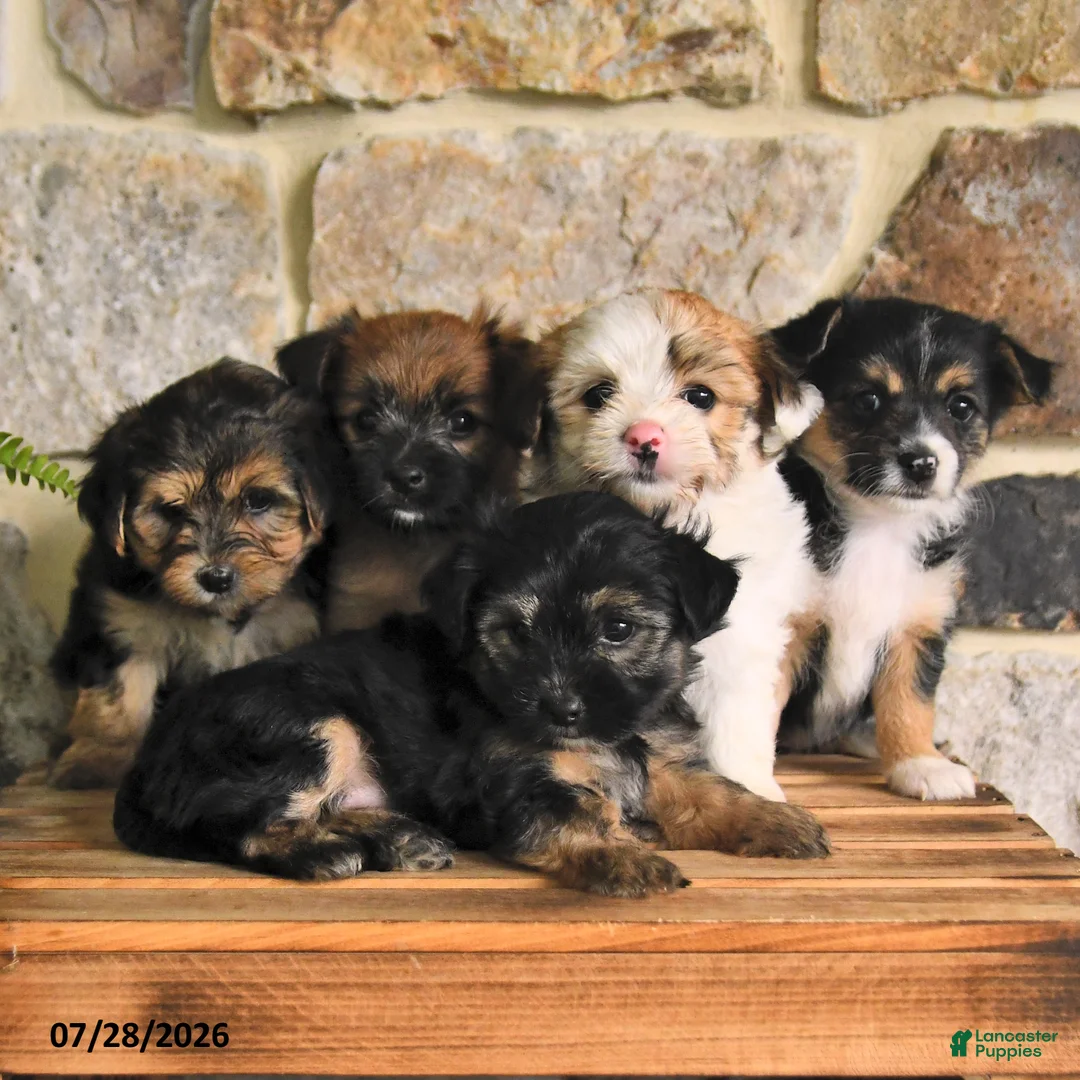 Mixed Breed dogs for sale: Gail - Ad 5