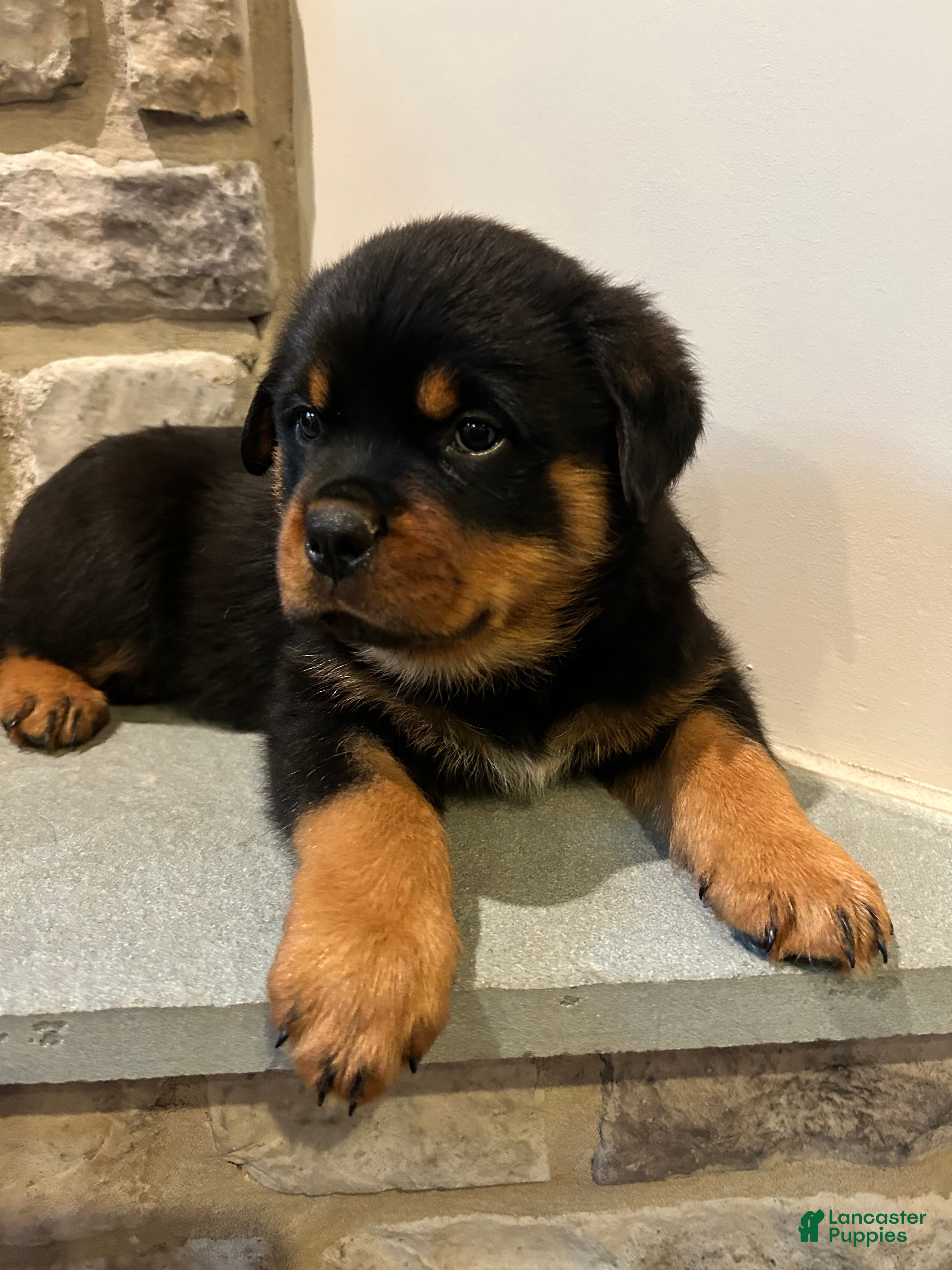 Rottweiler dogs Maple - Ad 1