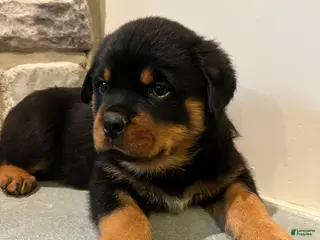 Rottweiler dogs for sale: Maple - Ad 2