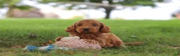 Mini Goldendoodle dogs for sale: Scrappy - Ad 6