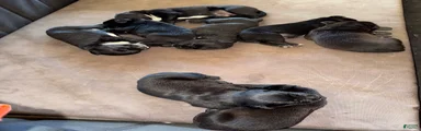 Mixed Breed 3