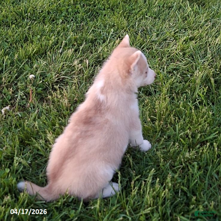 Gerberian Shepsky dogs Penny - Ad 2