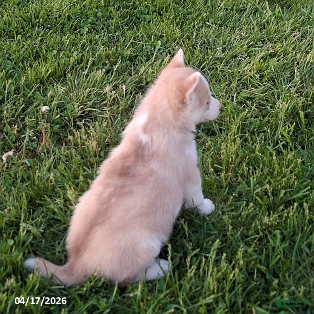 Gerberian Shepsky dogs for sale: Penny - Ad 2