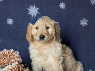 Goldendoodle dogs Faith Standard size Hypoallergenic - Ad 4