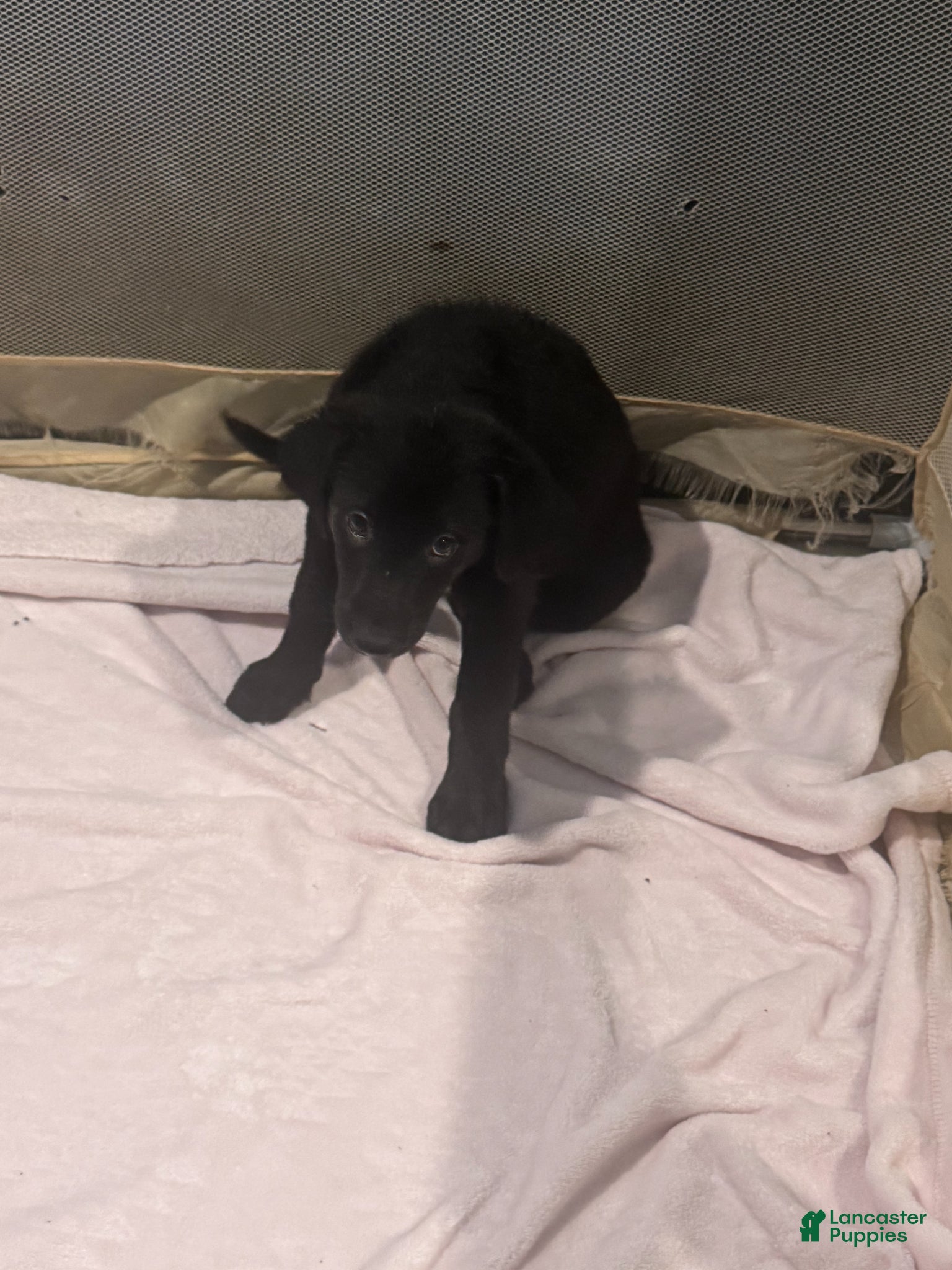 Mixed Breed dogs Mixed Breed Puppy 5 - Ad 7