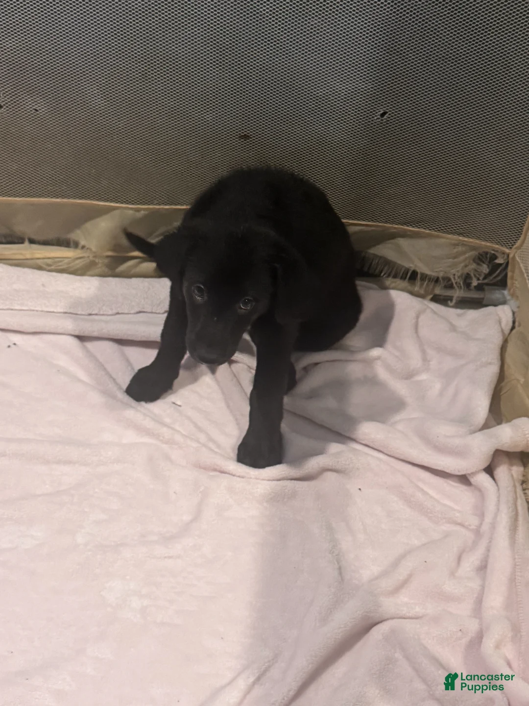 Mixed Breed dogs for sale: Mixed Breed Puppy 5 - Ad 1