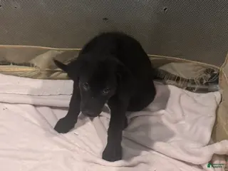 Mixed Breed dogs Mixed Breed Puppy 5 - Ad 24