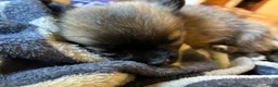 Mixed Breed dogs for sale: Lollipop - Ad 2