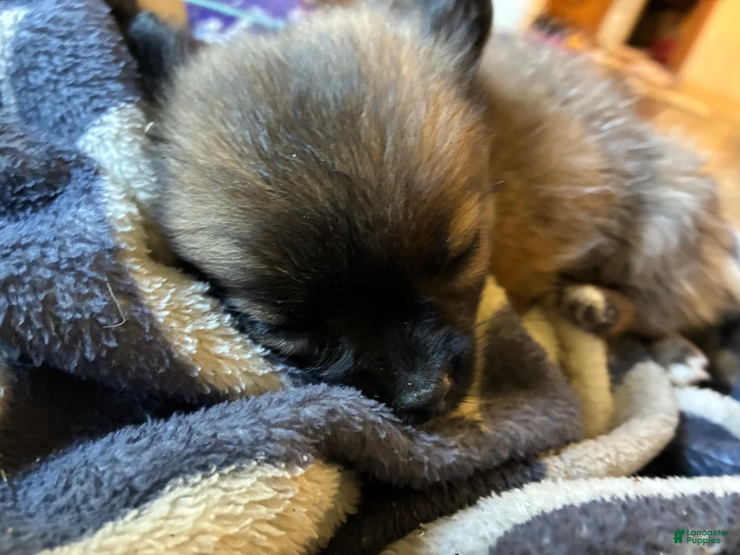 Mixed Breed dogs for sale: Lollipop - Ad 2