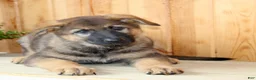 German Shepherd dogs for sale: Paula - Ad 3