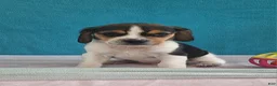 Beagle dogs for sale: dylan - Ad 3