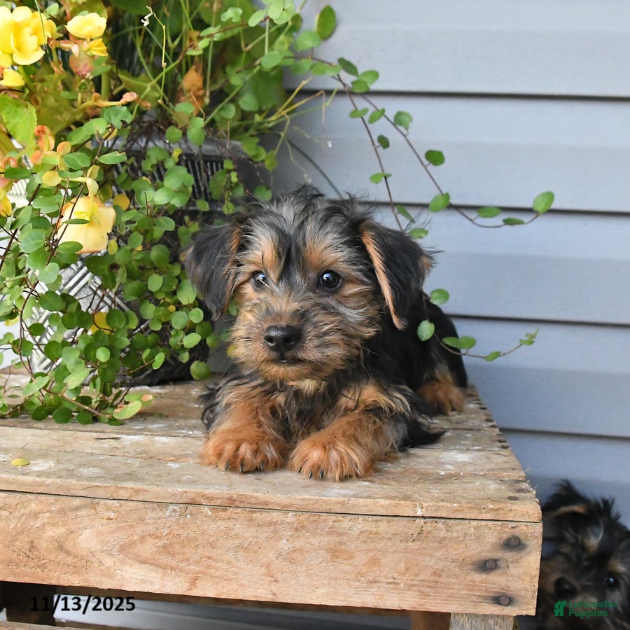 Yorkshire Terrier dogs Rocky - Ad 2