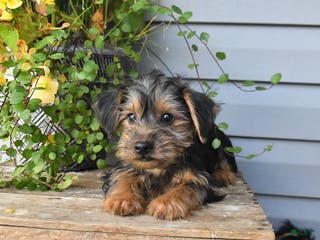 Yorkshire Terrier dogs Rocky - Ad 35