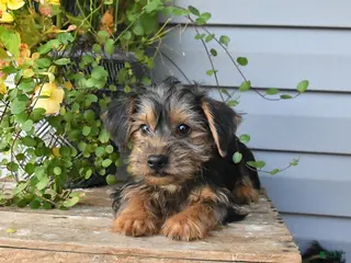 Yorkshire Terrier dogs Rocky - Ad 36