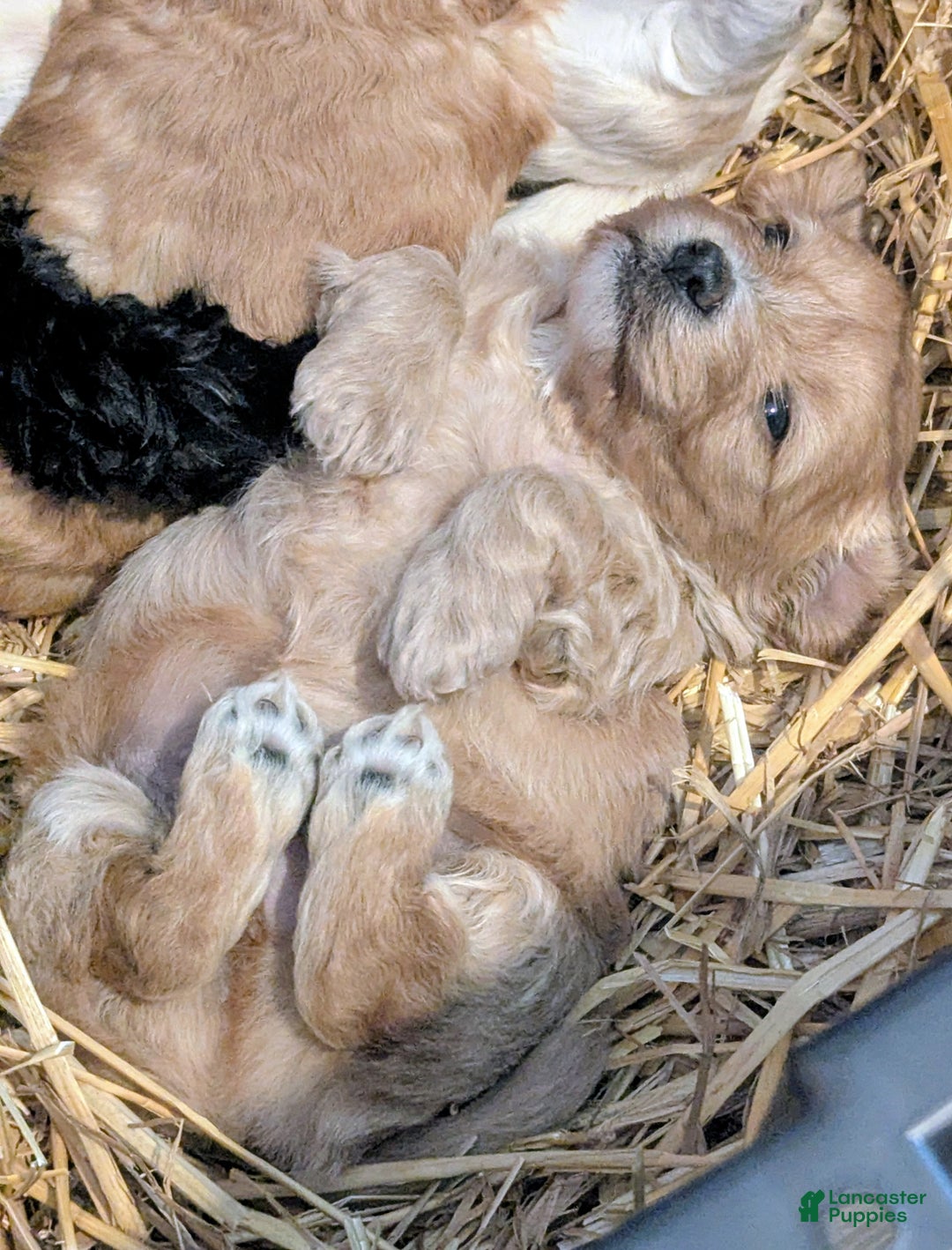 Mixed Breed dogs for sale: Cosmo - Ad 6