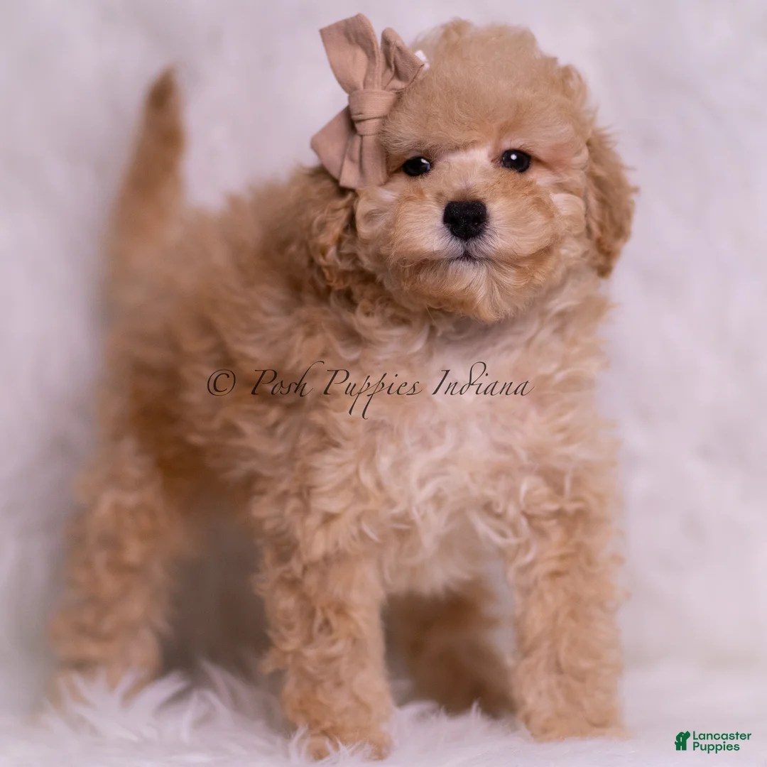 Toy Poodle dogs for sale: Tink - Ad 2