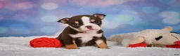 English Bulldog dogs for sale: Claire - Ad 7