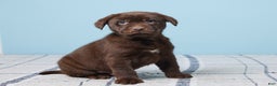 Labrador Retriever dogs for sale: Snoopy - Ad 3