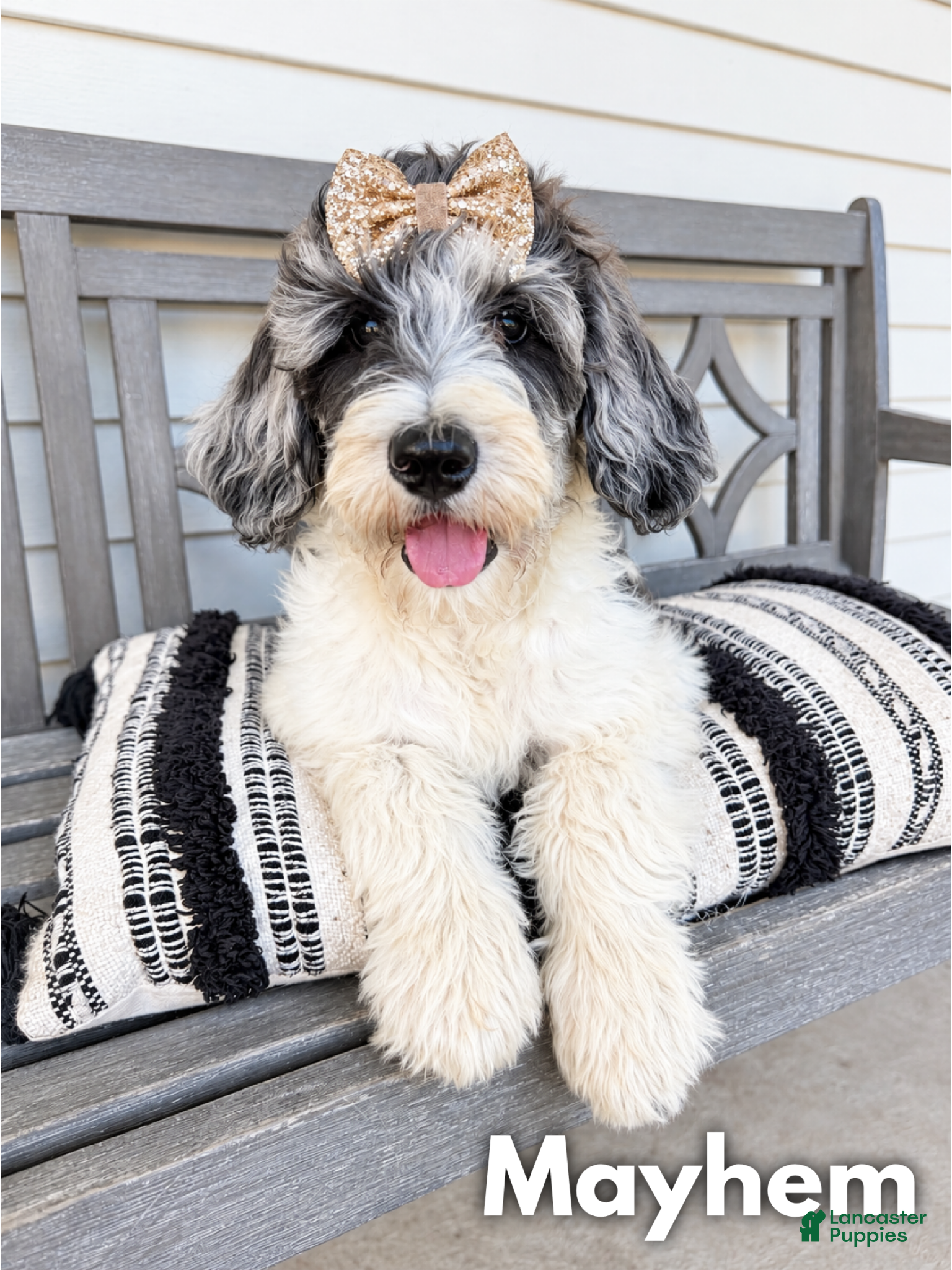 Goldendoodle dogs Mayhem - Standard F1b - Ad 36