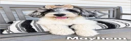Goldendoodle dogs for sale: Mayhem - Standard F1b - Ad 1