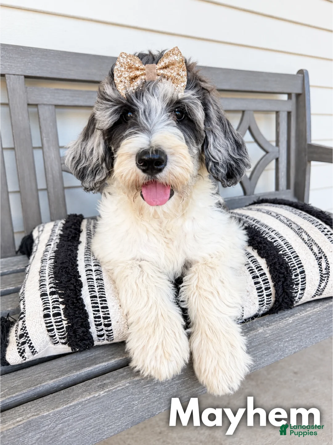 Goldendoodle dogs for sale: Mayhem - Standard F1b - Ad 1