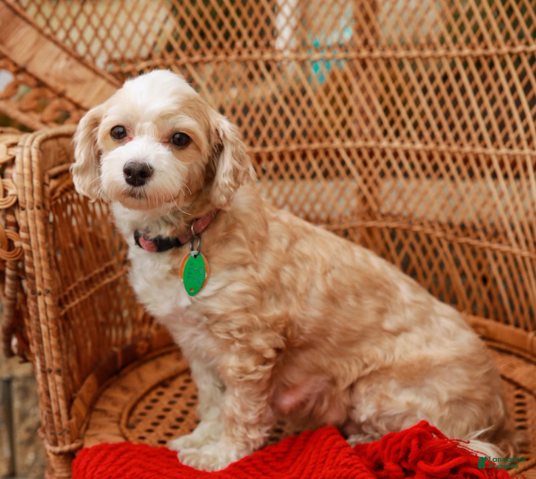 Havapoo dogs for sale: Bella - Ad 9