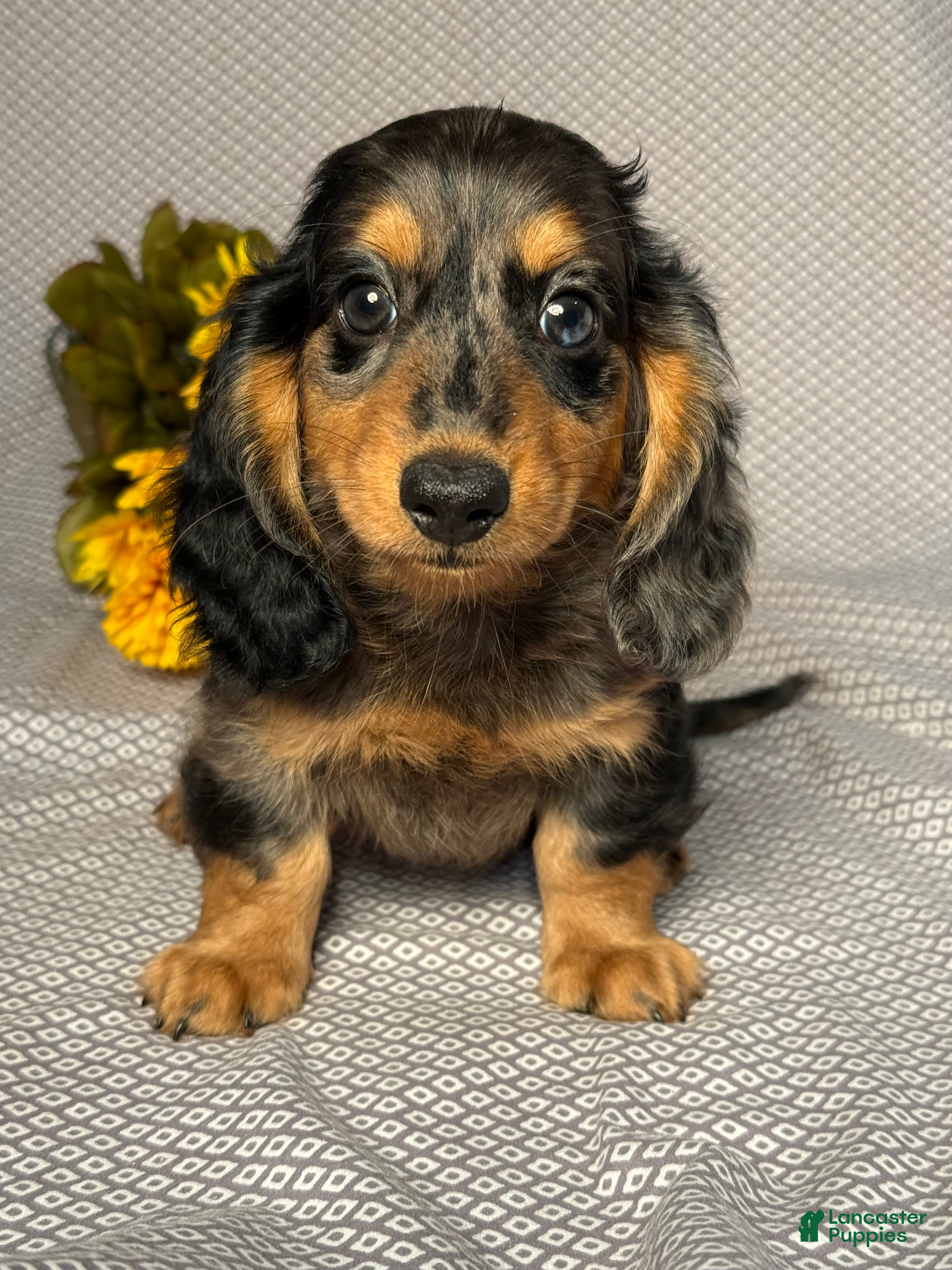 Miniature Dachshund dogs for sale: Caleb - Ad 3