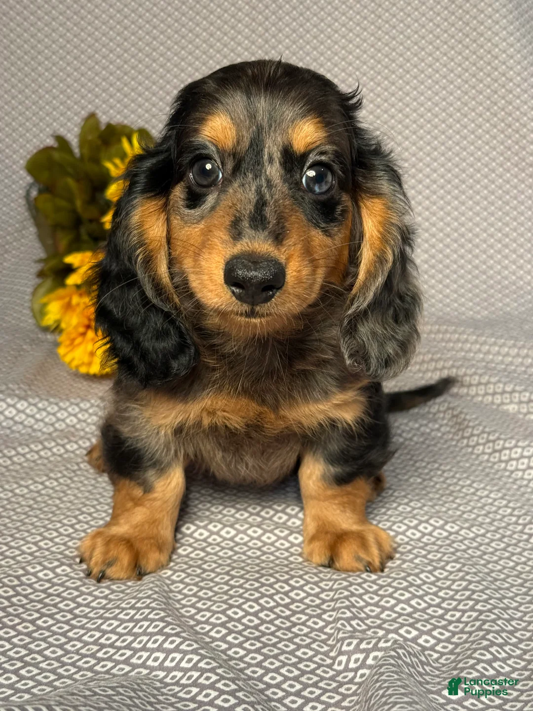 Miniature Dachshund dogs for sale: Caleb - Ad 1