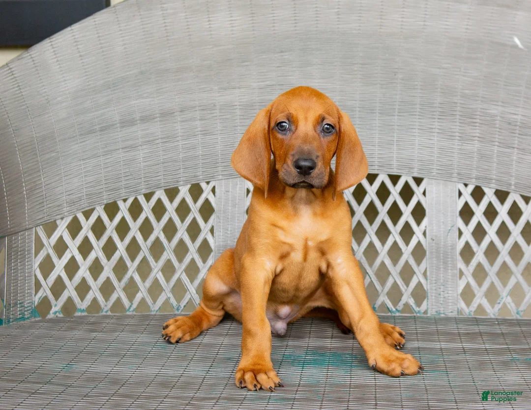 Redbone Coonhound dogs for sale: Boone - Ad 2